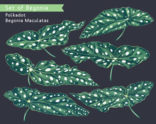Hand Drawn Botanical Set. Begonia Leaves. Polkadot Begonia Maculata. Vector Elements For Your Design, Easy To Use, Edit And Customize For Prints, Patterns, Clothes And Textiles, Banner, Wrapping Paper