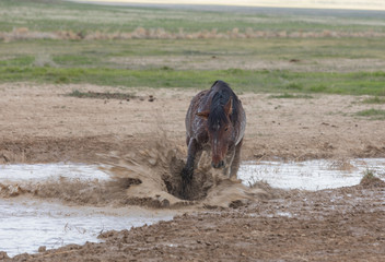 Sticker - Wild Horse at a Utah Desert Waterhole in Spring