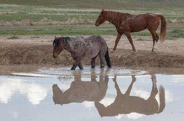 Sticker - Wild Horses in Spring at a Utah Desert Waterhole