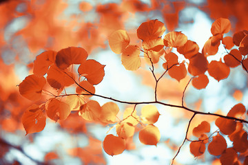 Wall Mural - background yellow leaves abstract / seasonal view, falling leaves october background