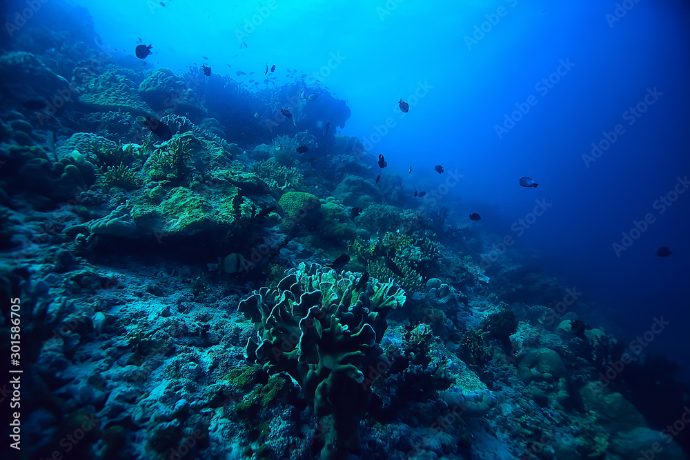 coral reef underwater / sea coral lagoon, ocean ecosystem - obrazy, fototapety, plakaty 