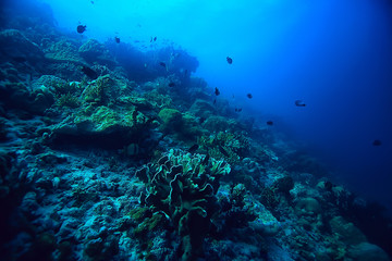 Canvas Print - coral reef underwater / sea coral lagoon, ocean ecosystem