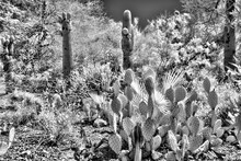 Prickly Pear And Saguaro Cactus