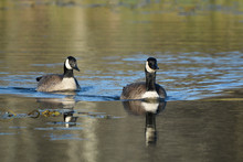 Canada Geese 