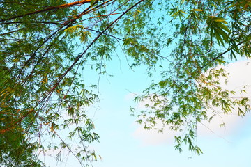 Wall Mural - Bright blue sky and white clouds in the morning with tree and leaves for background, natural, and inspirational concept