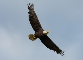 Wall Mural - An American Bald Eagle in flight.