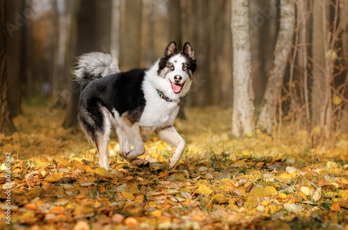 Cuadros en Lienzo Yakutian Laika dog walk in autumn park lovely portrait