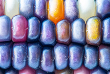 Colorful Calico Corn