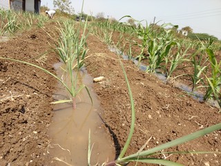 Sugarcane field