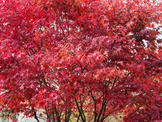 japanese maple 'emperor' or red emperor maple, popular and beautiful crimson-red foliaged cultivars 