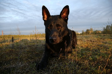 Curious black Dutch Shepherd dog looking at camera