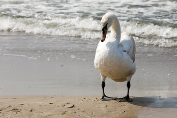 Wall Mural - Lonely swan