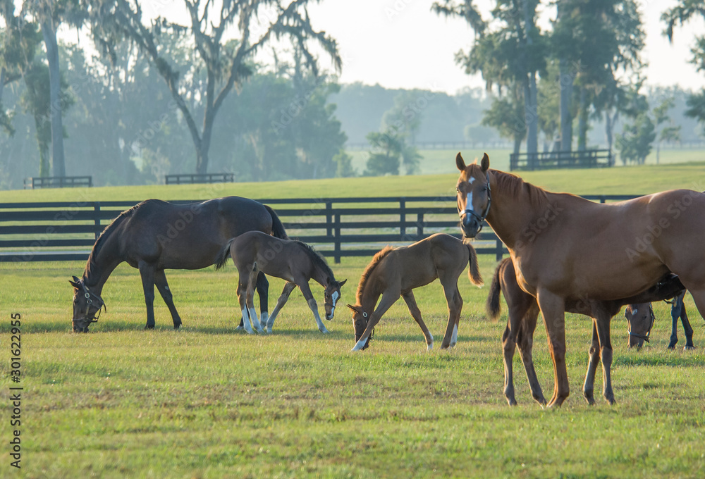 Thoroughbred horse mares and foals in paddock - obrazy, fototapety, plakaty 