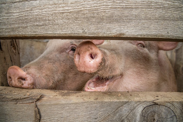 pair of domestic farm pigs in sty