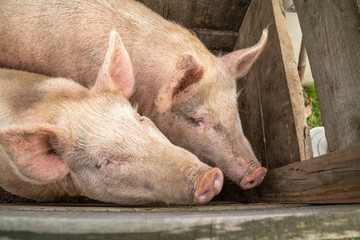 pair of domestic farm pigs in sty