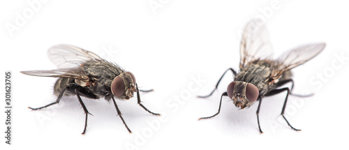 fly isolated on a white Poster Mural XXL