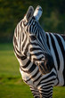 Zebra in untergehender Sonne