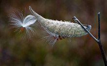 Seed Pod And Seeds Of Common Milkweed (Asclepias Syriaca) In Late October In Virginia.White Fibers Catch The Wind And Enable Seeds To Float Far From The Parent Plant, Aiding In Dispersal
