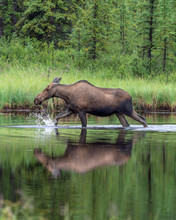 Moose In Alaska
