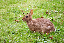 Young Cottontail Rabbit Feeding On The Green Grassy Lawn.