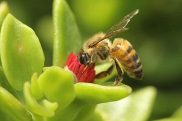 Wall Mural - bee on flower