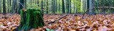 Fototapeta Krajobraz - Panorama of a stunning forest scenery in autumn, a scenic landscape