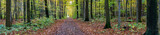 Fototapeta Krajobraz - Footpath in a forest in autumn, panorama. Background