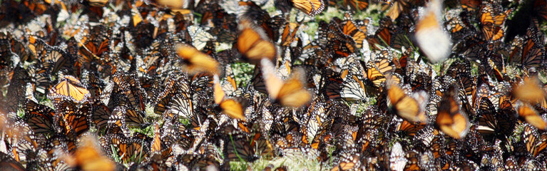 Wall Mural - Monarch Butterfly Migration