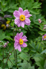 Wall Mural - Two large flowers of Anemone hupehensis blossom pink vertical closeup. Anemone tomentosa Robustissima Oriental Garden Ornamental Plant