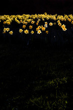 Yellow Daffodils On Black Background 