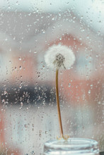 Dandelion On A Rainy Background