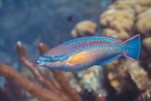 Princess Parrotfish On Coral Reef