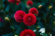 © Colson Struss - red flower in garden