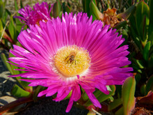 Honey Bee On A Hottentot-fig Flower, Ice Plant, Golden Bay, New Zealand.