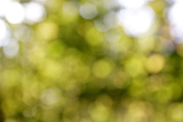 Natural green and blue blured background with bokeh