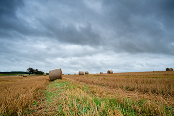 Poster - Hay bales on the field after harvest