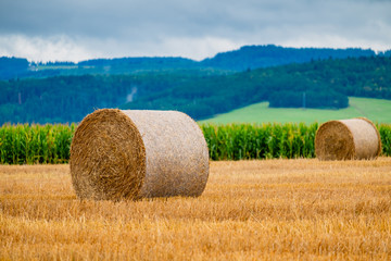 Wall Mural - Hay bales on the field after harvest