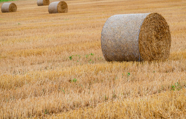 Wall Mural - Hay bales on the field after harvest