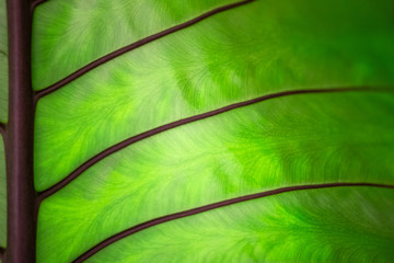 Natural fresh dark green leaf background