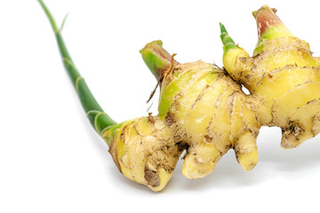 Canvas Print - closeup fresh ginger on white background