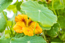 Close Up Of A Beautiful Yellow Nasturtiums Flower Blooming In The Garden Behind Green Leaves