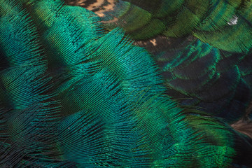  Peacock feathers in closeup (Green peafowl)