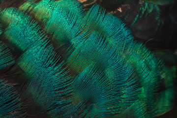 Wall Mural - Peacock feathers in closeup (Green peafowl)