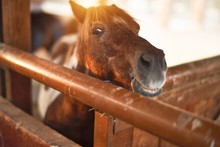 Beautiful Brown Horse With Adorable Face Waiting At Barn