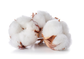 Beautiful cotton flowers on white background