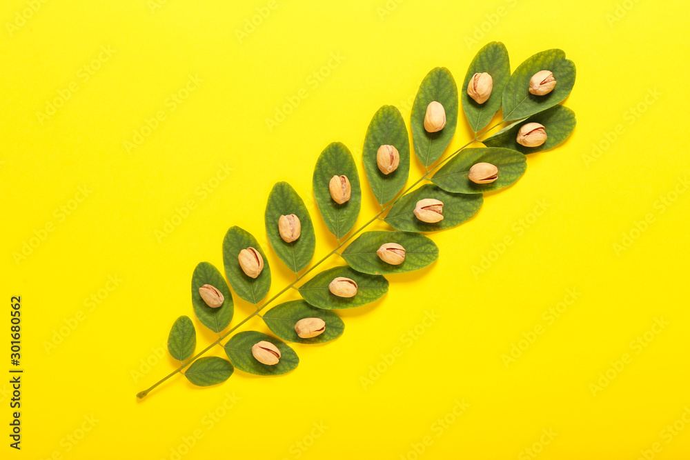 Branch with tasty pistachio nuts on color background