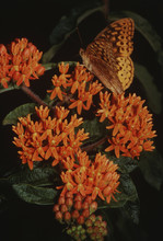 Gulf Fritillary Butterfly (Agraulis Vanillae) On Butterfly Weed