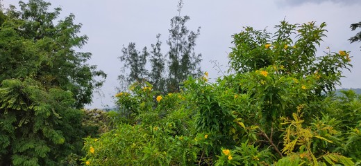 trees in the forest