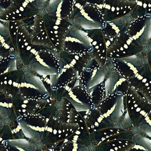 Seamless Black And White Background Made Of Black Rajah Butterfly Hindwings Consolation, Exciting Patterns