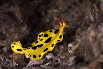 Flatworm Eurylepta sp. Underwater macro photography from Lembeh Strait, Indonesia